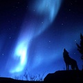 Evening Howl